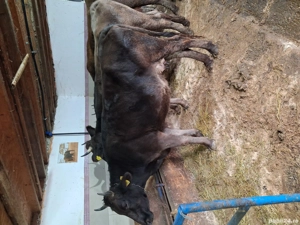 Vând sau schimb cu vaci de Tăiere  - imagine 5