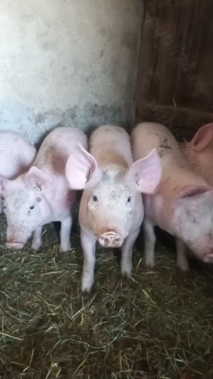 Ultimele 2 Perechi Purcei Rasa Marele Alb x Pietrain 35 - 40 kg Comuna Lița o733345270 - imagine 3