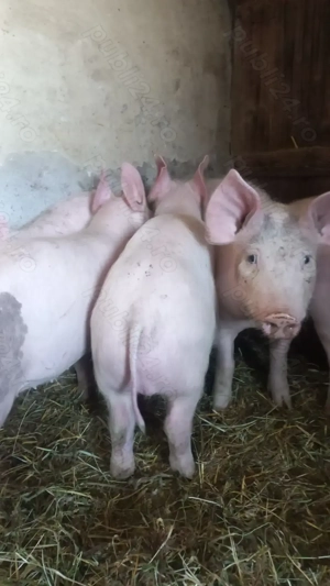 Ultimele 2 Perechi Purcei Rasa Marele Alb x Pietrain 35 - 40 kg Comuna Lița o733345270 - imagine 2