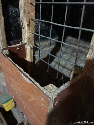 vand custi de iepuri - imagine 4