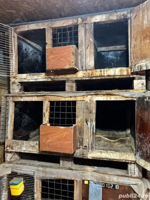 vand custi de iepuri - imagine 2