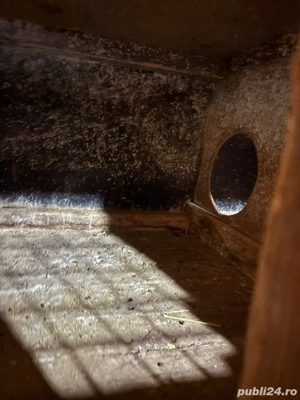 vand custi de iepuri - imagine 5