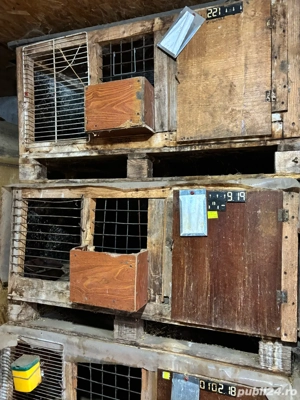 vand custi de iepuri