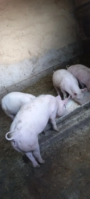 Ultimele 2 Perechi Purcei Rasa Marele Alb x Pietrain 35 - 40 kg Comuna Lița o733345270 - imagine 5
