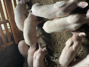 Purcei disponibili - imagine 3