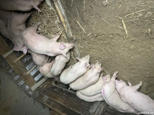 Purcei disponibili - imagine 2