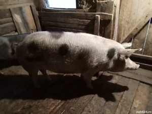 de vânzare  - imagine 2