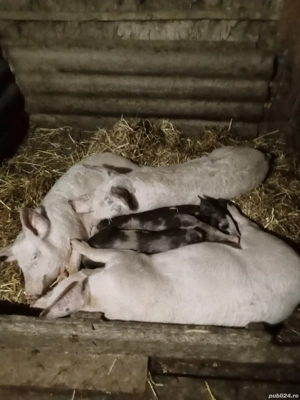 de vânzare  - imagine 3