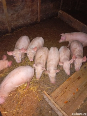 Vind purcei mai multe detalii la tell