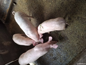 Vând soldani foarte frumosi  - imagine 2