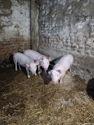 Vand purcei - imagine 5