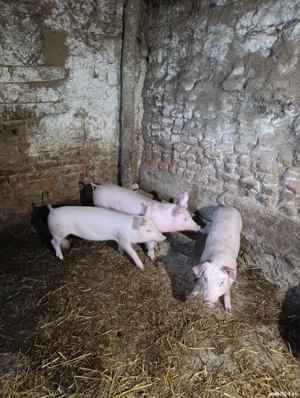 Vand purcei - imagine 4