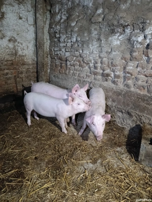 Vand purcei - imagine 3