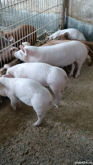 Vand purcei - imagine 2