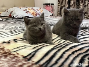 Puiuti british shorthair