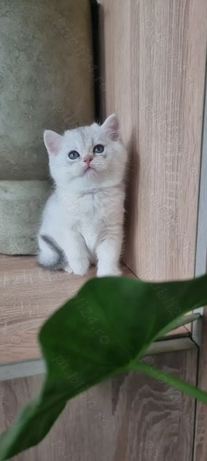 British shorthait  - imagine 4