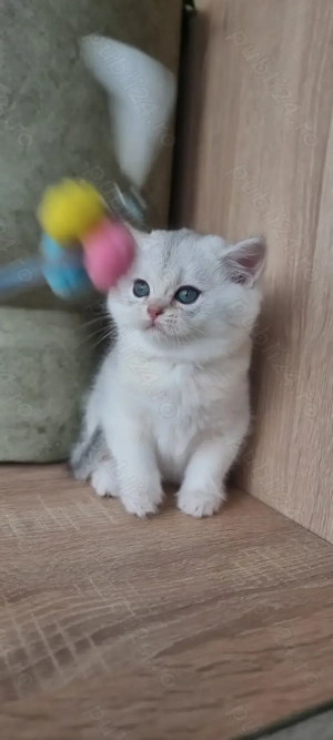 British shorthait  - imagine 2