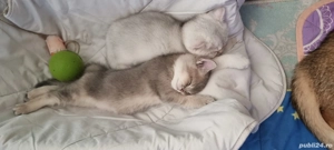 British shorthait chinchila - imagine 3