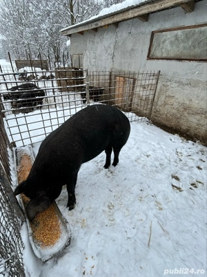 vand porc  - imagine 3