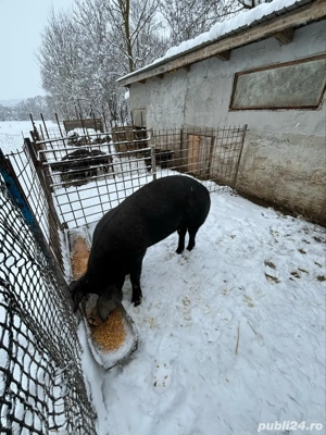 vand porc  - imagine 2