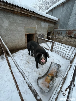 vand scroafa bazna  - imagine 4