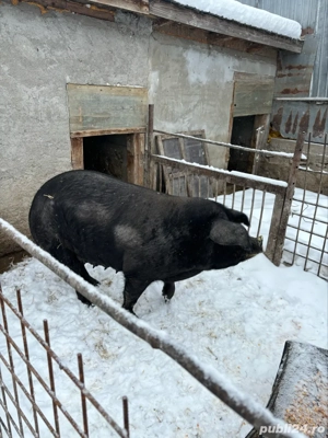 vand scroafa bazna  - imagine 3