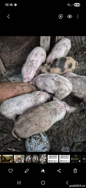 purcei  14 saptamani