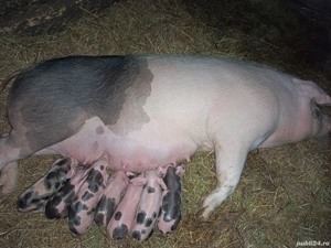 Animale domestice  - imagine 3