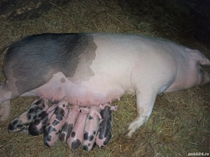 Animale domestice  - imagine 4