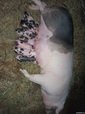 Animale domestice  - imagine 2