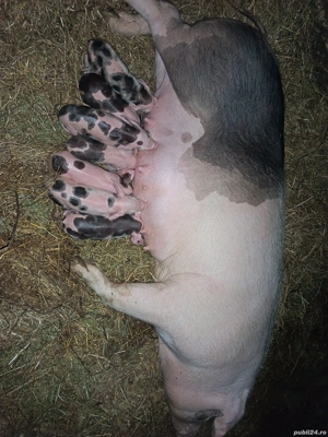 Animale domestice  - imagine 5