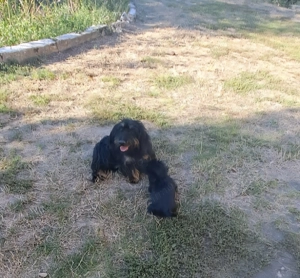 Vand catelusa teckel sarmos - imagine 4