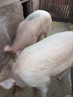 Porci și purcei de vanzare - imagine 2