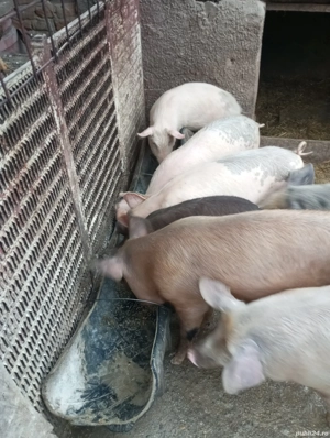Porci și purcei de vanzare - imagine 3