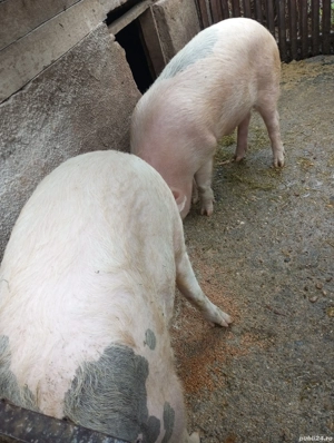 Porci și purcei de vanzare