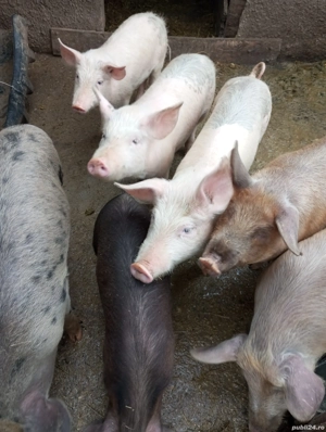 Porci și purcei de vanzare - imagine 4