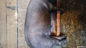 Vând porc 100 kg - imagine 2