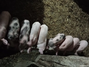 Purcei de vânzare  - imagine 5