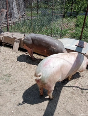 Purcei de vânzare  - imagine 4