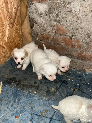 Catei bichoni - imagine 5