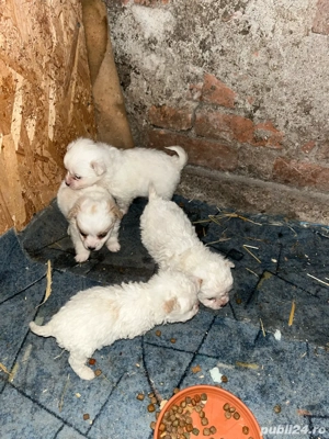 Catei bichoni - imagine 3