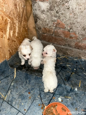 Catei bichoni - imagine 2