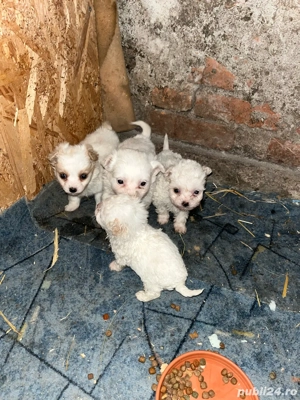 Catei bichoni - imagine 4