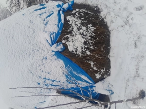 Vând lucernă  - imagine 4