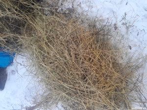 Vând lucernă  - imagine 3