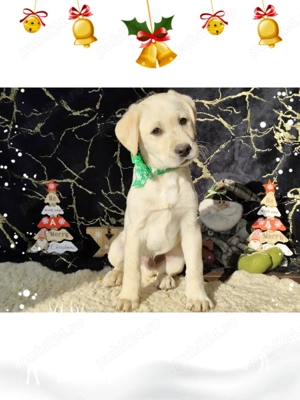 Pui labrador  galbeni și negru