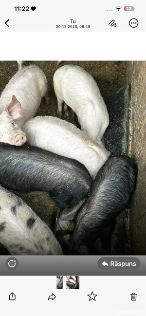 vand purcei rasa landeace  - imagine 2