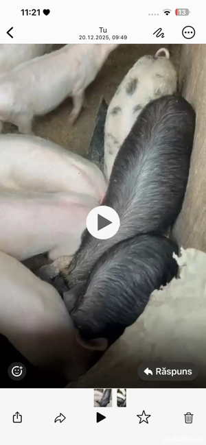 vand purcei rasa landeace 