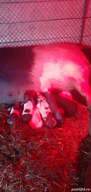 Vand scroafa cu purceii. - imagine 3