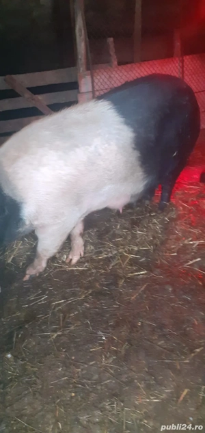 Vand scroafa cu purceii. - imagine 2